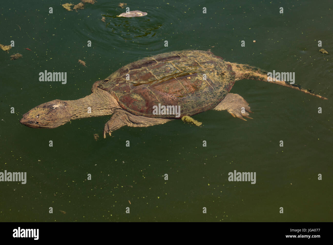 Schnappschildkröte Chelydra Serpentina, Maryland Stockfoto
