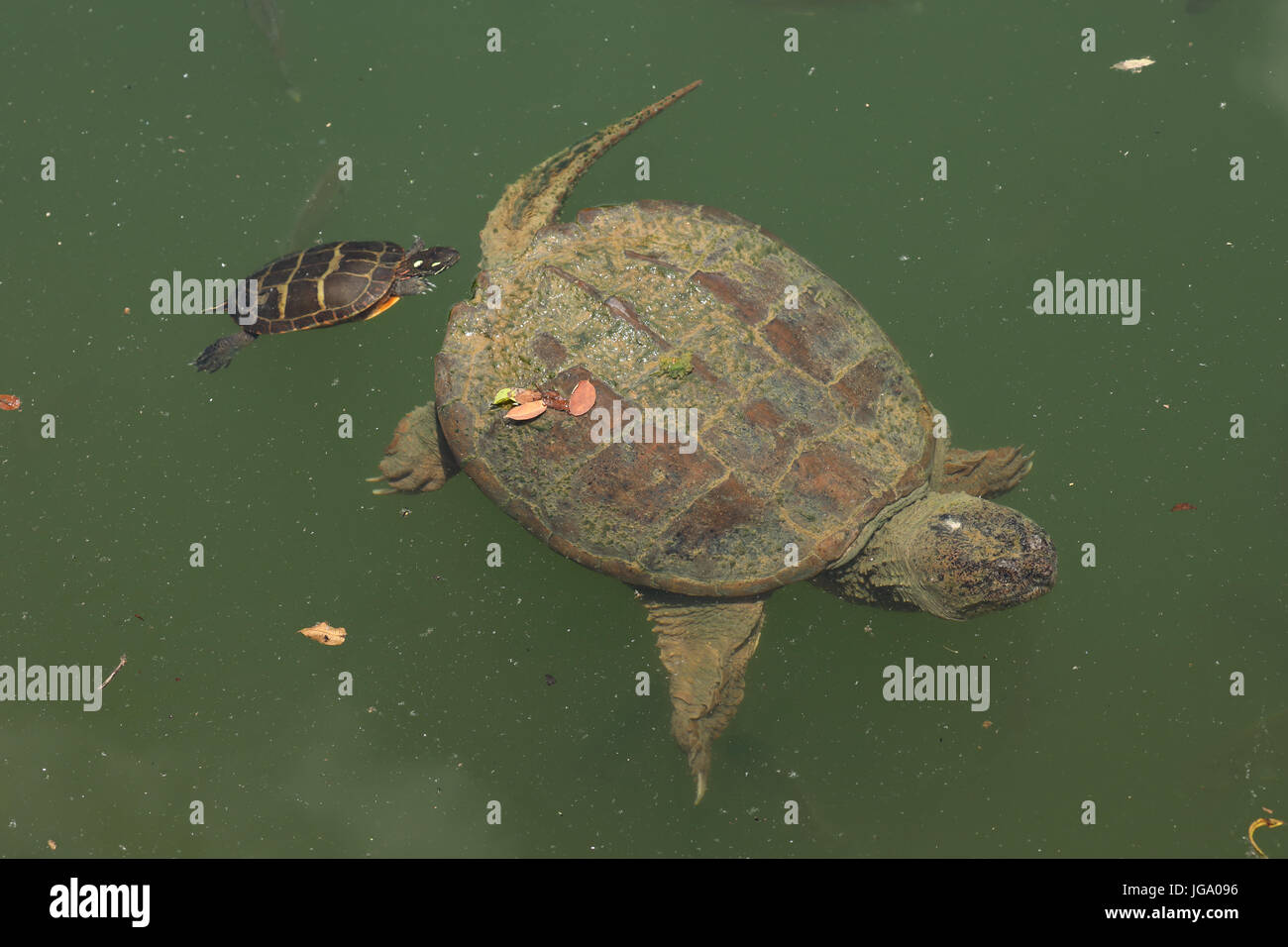 Schnappschildkrote Chelydra Serpentina Und Gemalte Schildkrote Chrysemys Picta Ernahren Sich Von Algen Auf Der Schnappschildkrote Rucken Maryland Stockfotografie Alamy