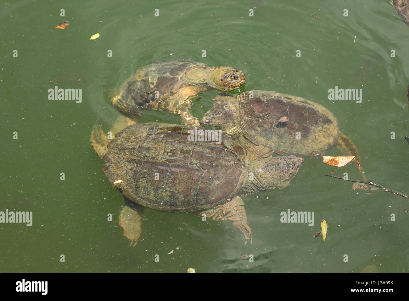 Einrasten der Schildkröten, chelydra Serpentina, Maryland Stockfoto