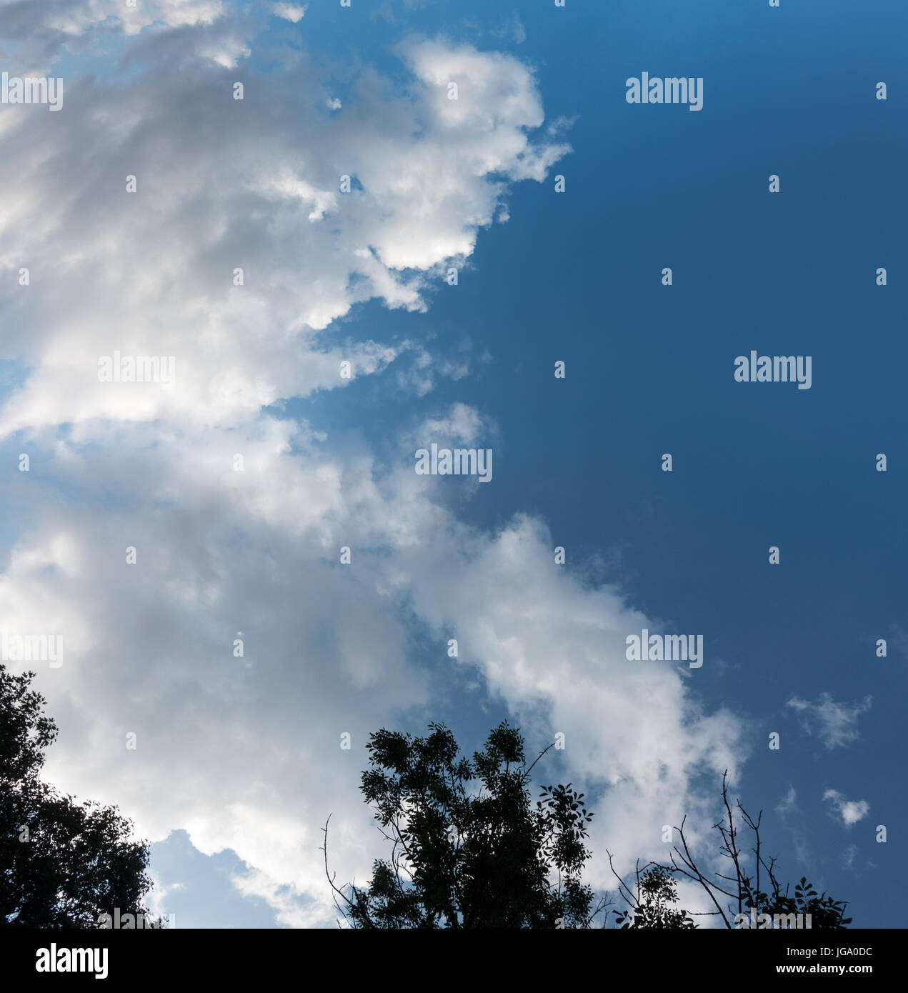 blauer Himmel mit weißen Wolken schönen Sonnentag mit Baum Blätter Stockfoto