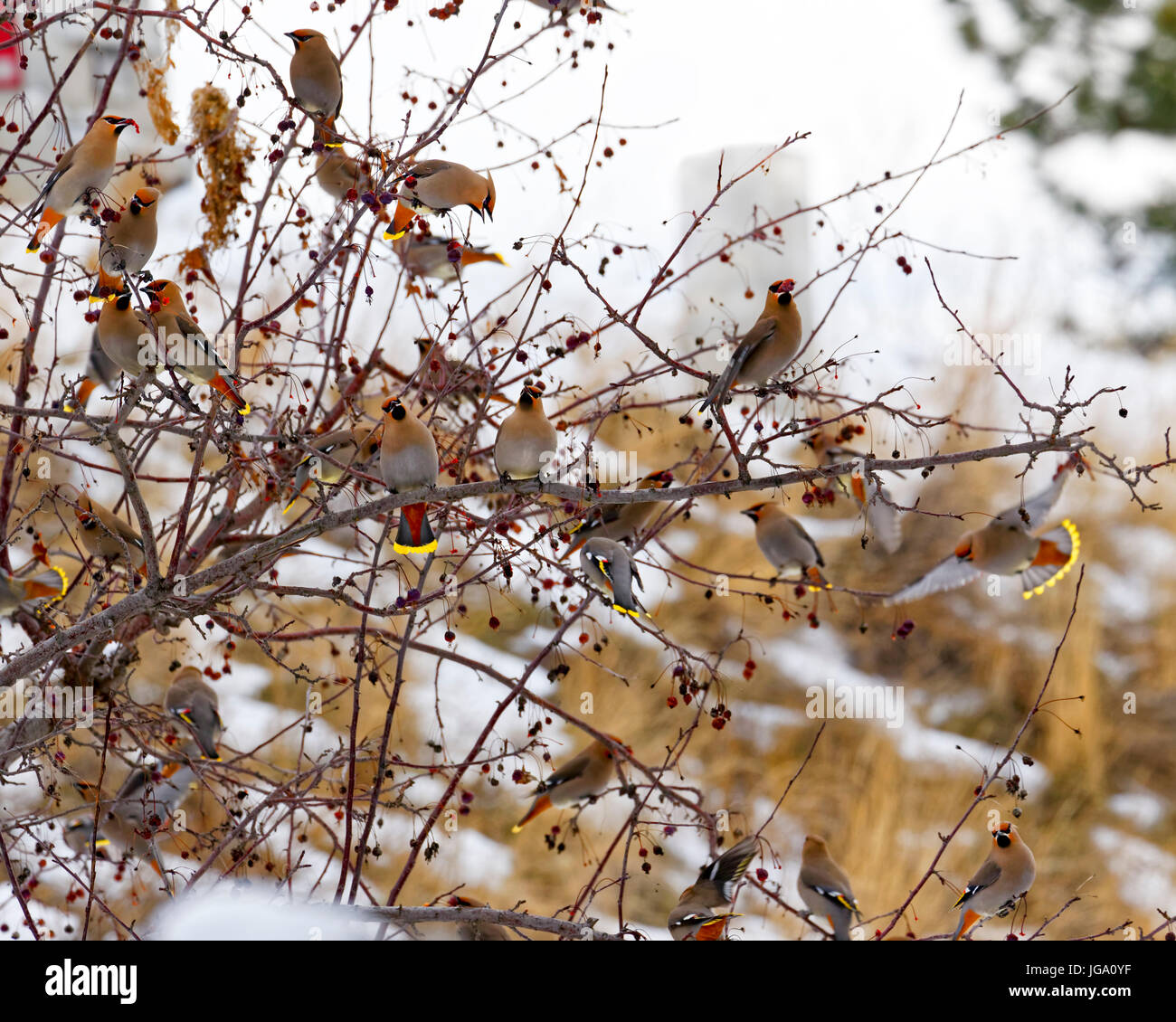 42,741.07552 ein rasender Vogelschwarm--böhmische Seidenschwänze--Fütterung gierig auf roten Beeren kurz vor der Wintersonne setzt Stockfoto