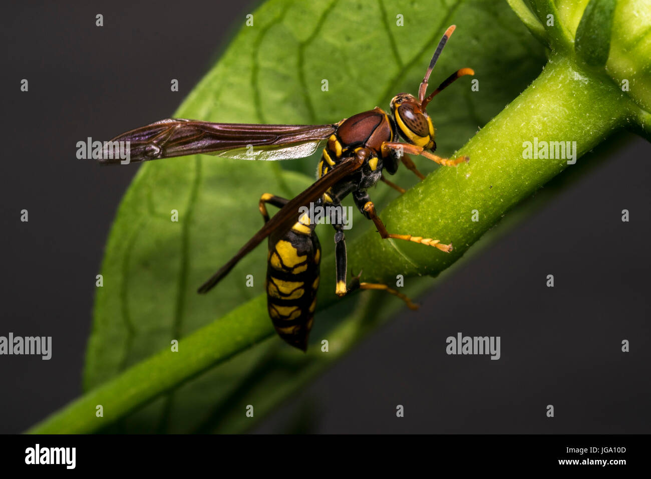 Großen Wespe auf eine Pflanze Blatt Stockfoto