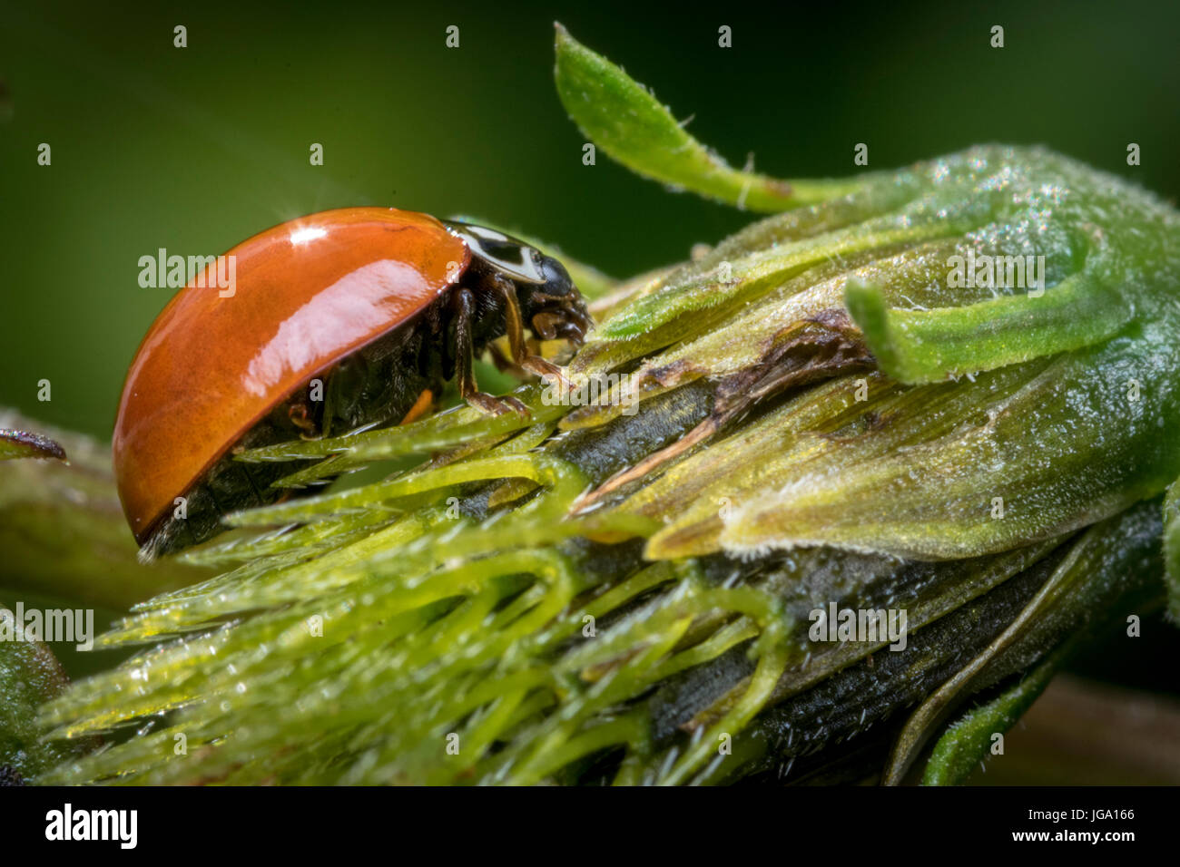 Orange Marienkäfer zu Fuß auf eine Blütenknospe Stockfoto