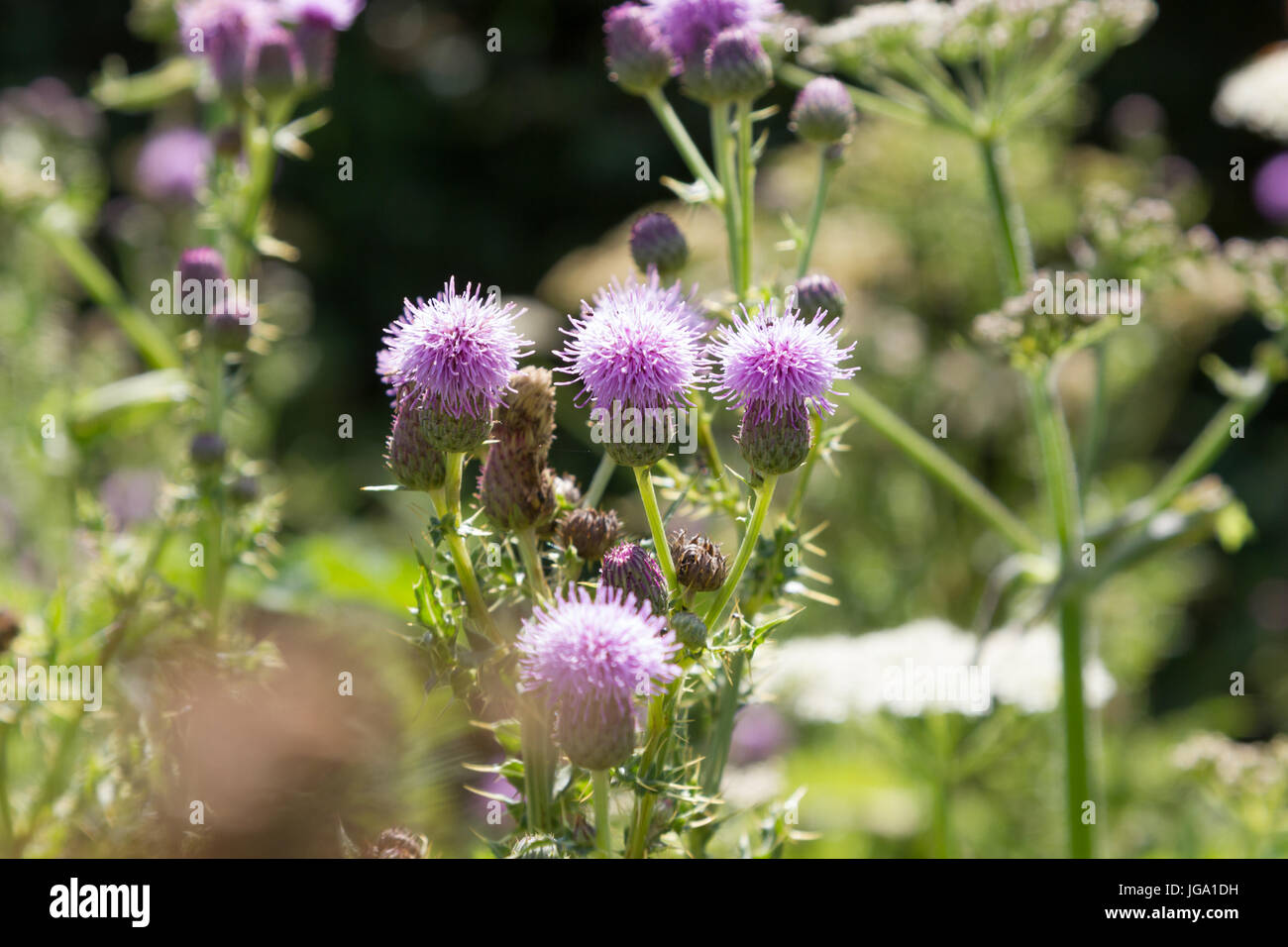 Wilde Distel Pflanze in Blüte Stockfoto