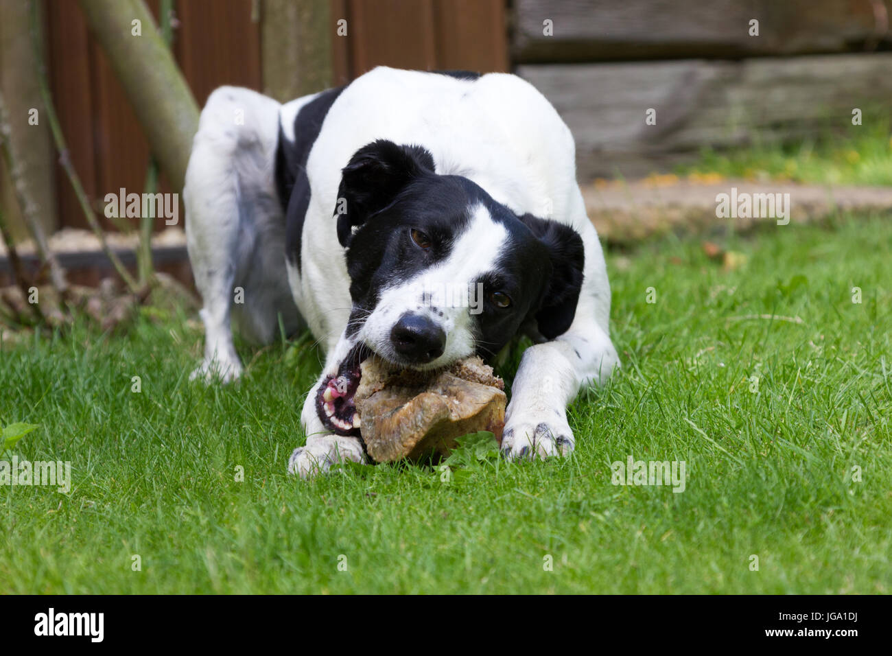 Lurcher Hund mit einem Knochen Stockfoto