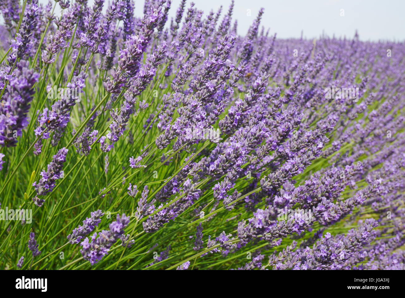 Blühenden Lavendelfelder in der Provence, Frankreich Stockfoto