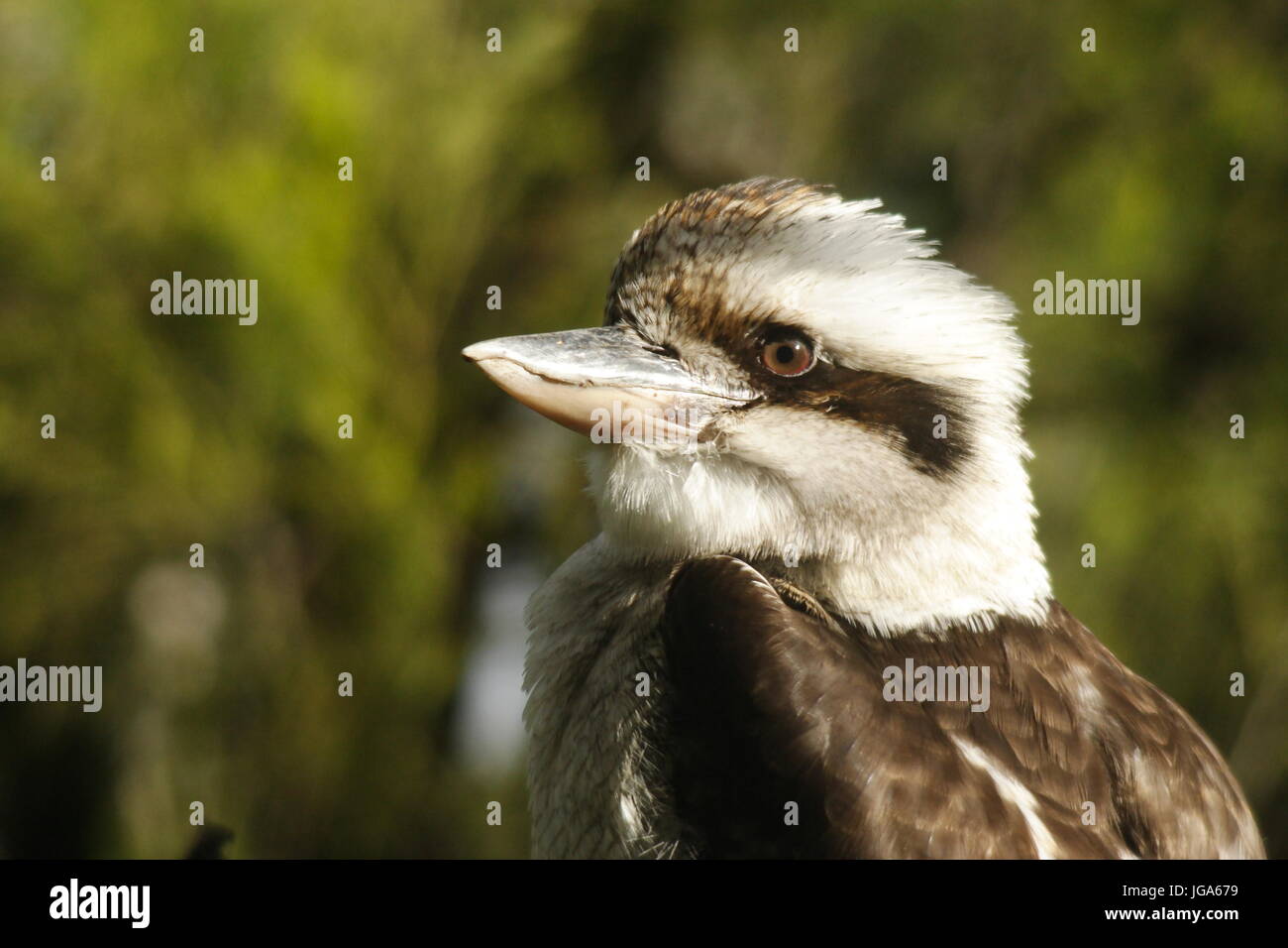 Porträt einer australischen Kookaburra, (Dacelo novaeguineae), Nahaufnahme links. Stockfoto