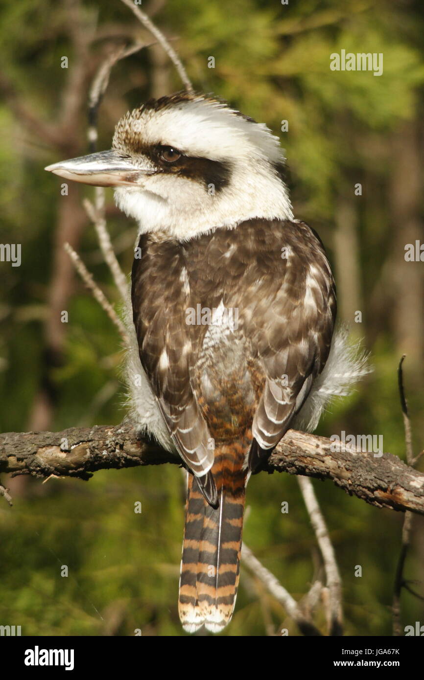 Porträt einer Kookaburra, (Dacelo novaeguineae), auf einem Ast thront, von hinten. Stockfoto