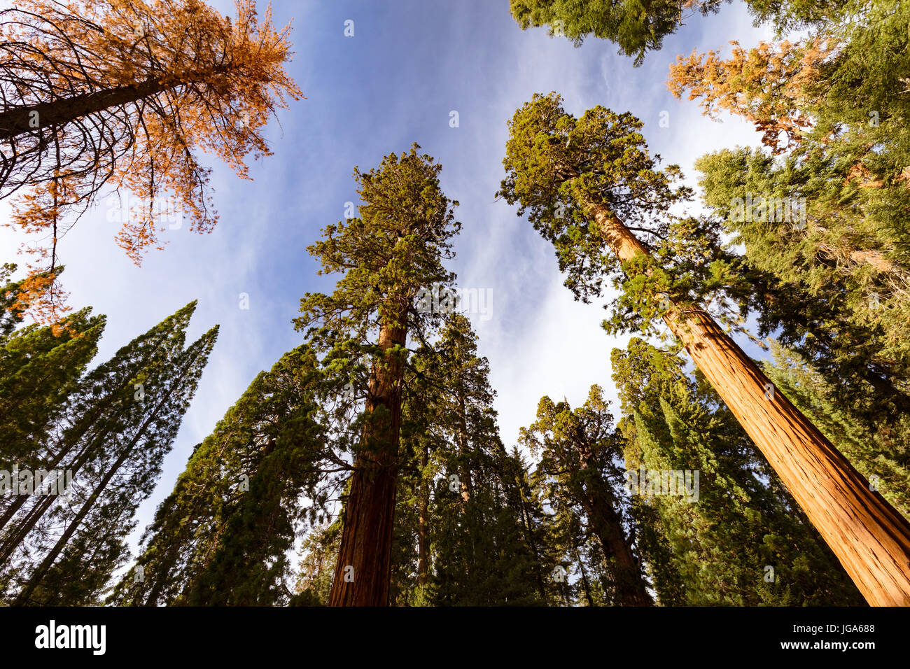 Die 10 Größten Bäume Der Welt www.alamy.de