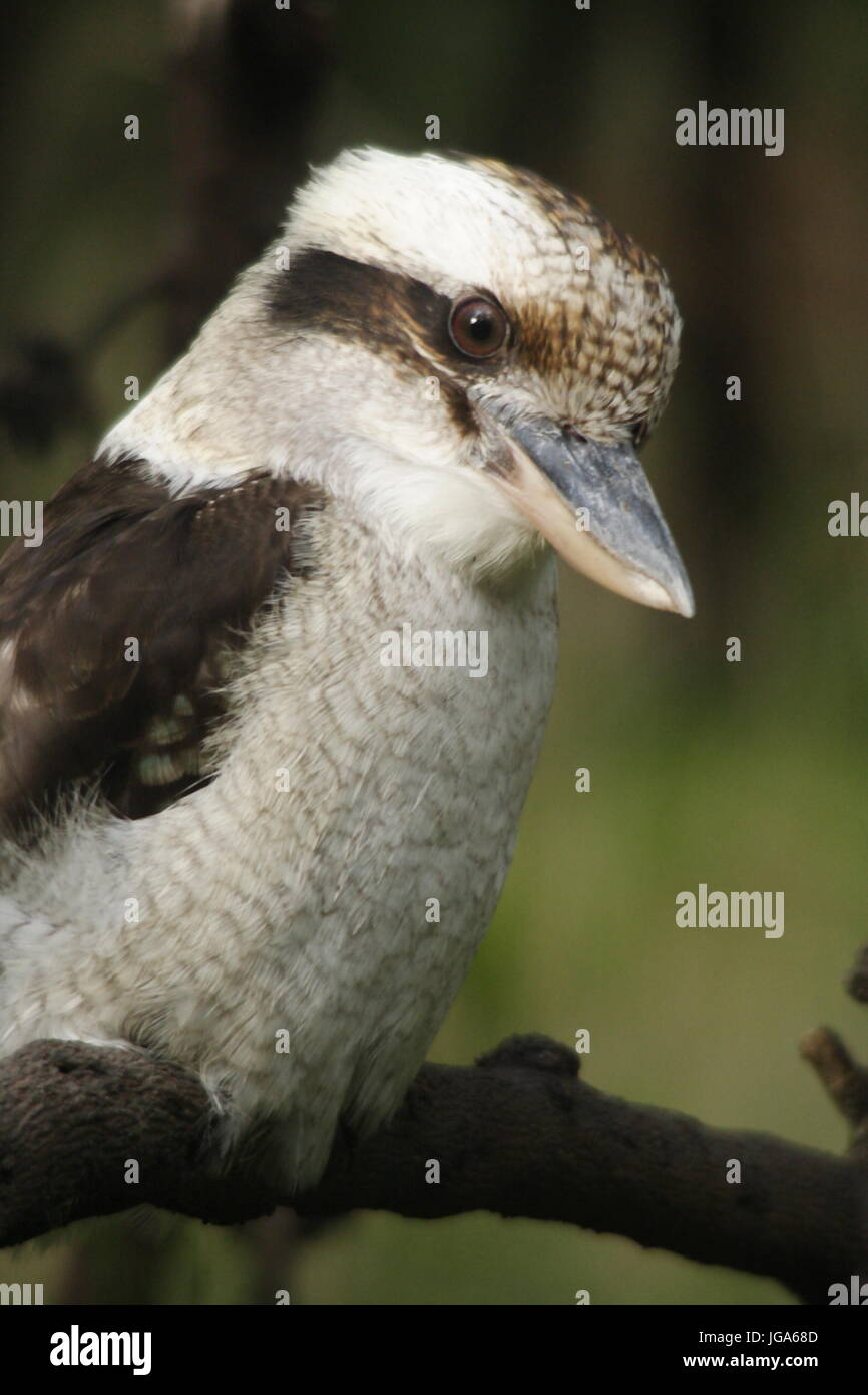Kookaburra-Nahaufnahme Stockfoto
