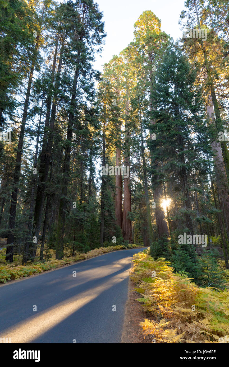 Morgensonne in der Nähe von Moro Rock im Sequoia National Park in Kalifornien, USA Stockfoto