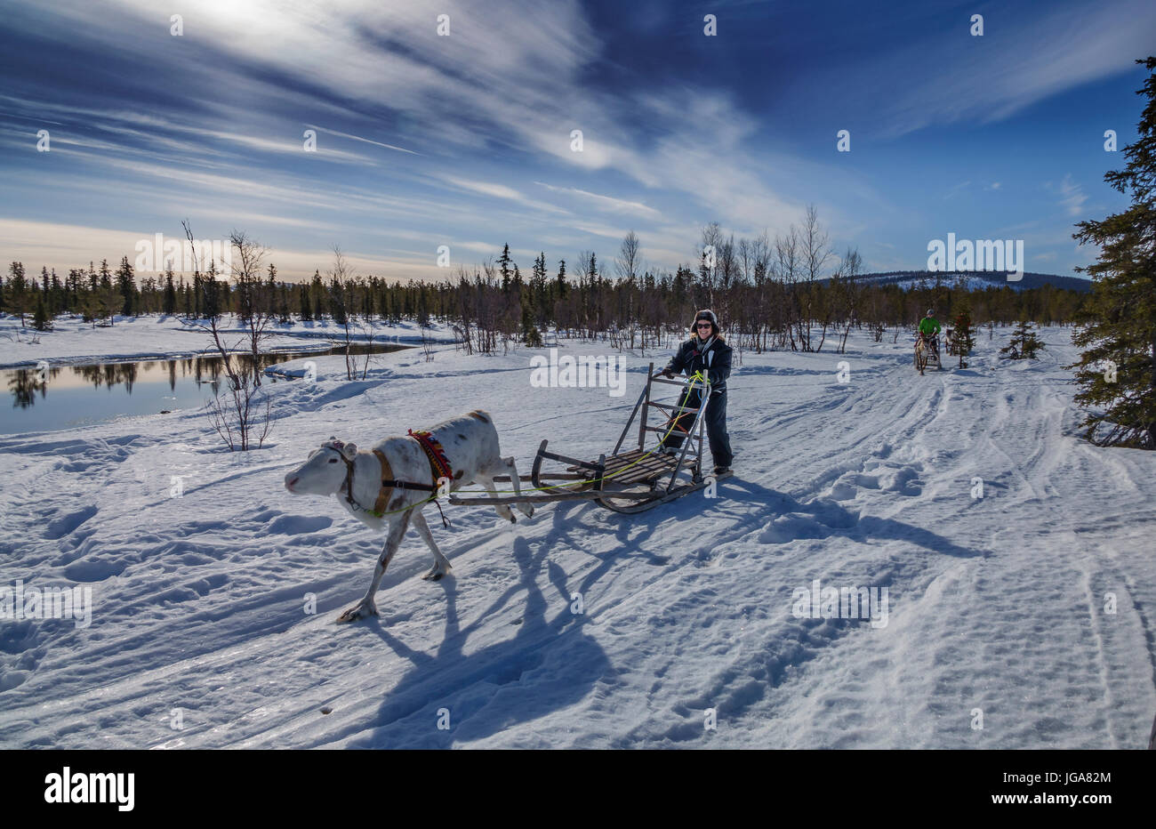 Rentier Schlitten fahren, Lappland, Finnland Stockfoto