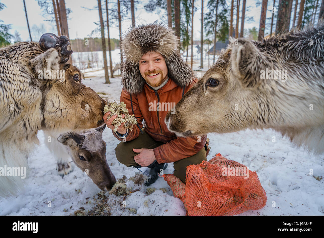 Mann in eine Pelzmütze Fütterung Rentiere, Lappland, Finnland Stockfoto