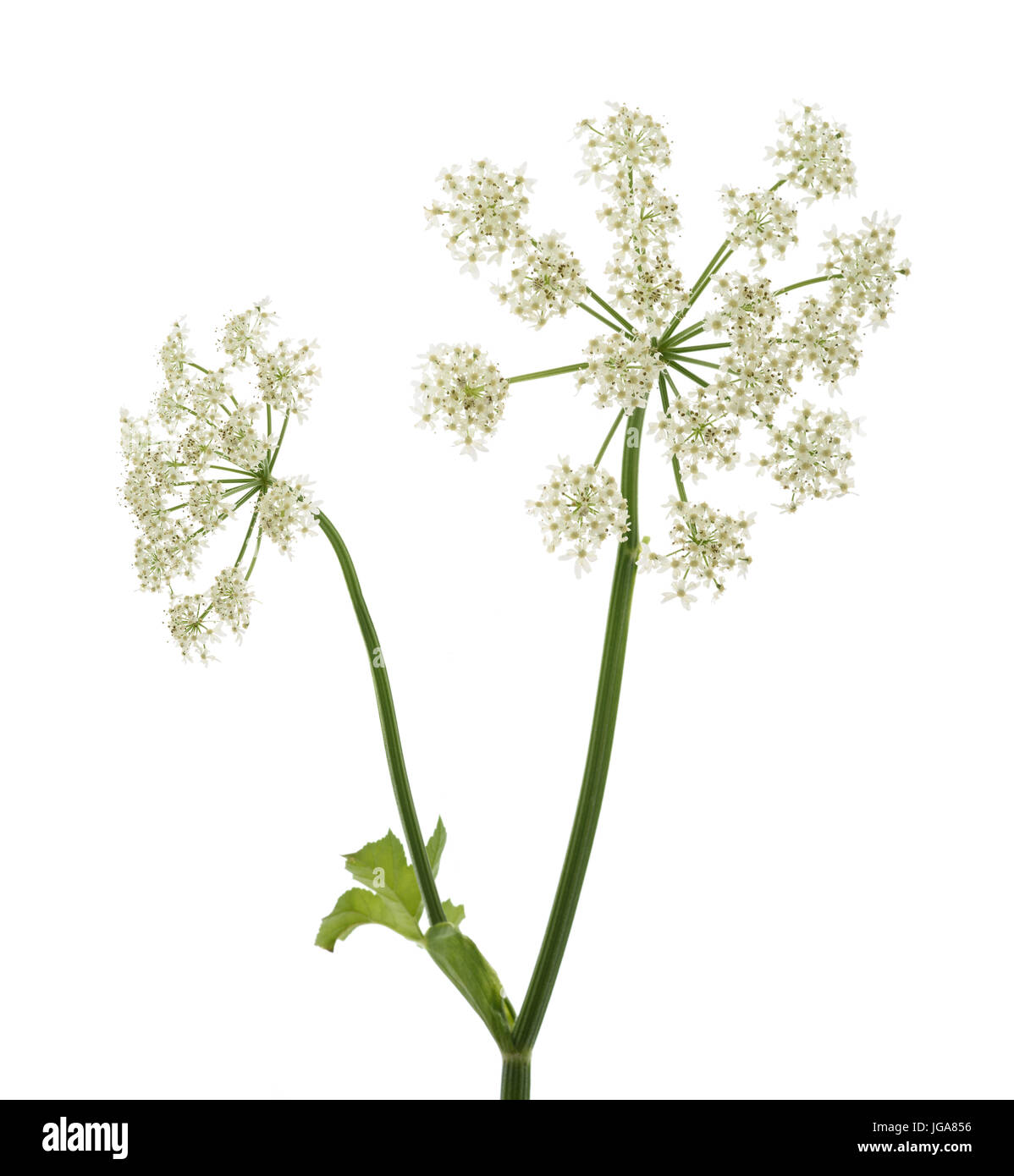 Angelica Archangelica Blumen isoliert auf weißem Hintergrund Stockfoto