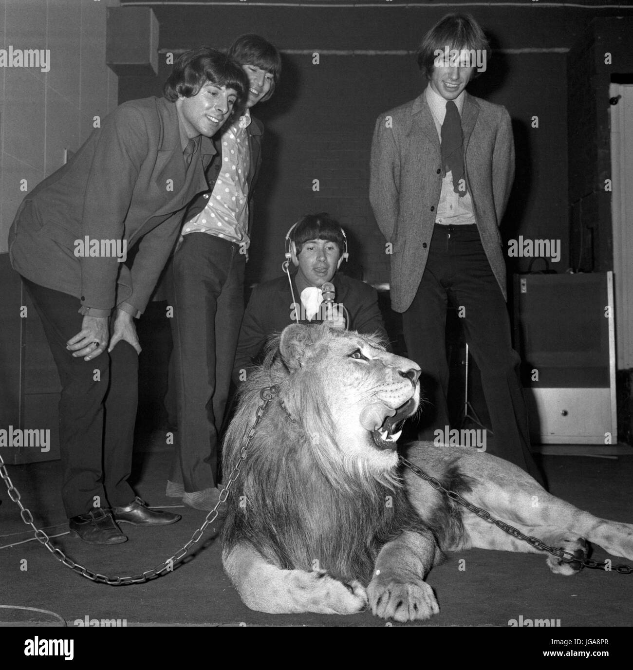 Rock-Gruppe The Troggs ein Löwe namens Marquess verwenden, um während der Aufzeichnung ihrer Singe "The Lion" bereitzustellen "brüllt". Bandmitglieder sind (L-R) Pete Heftklammern, Ronnie Bond, Reg Presley und Chris Britton. Stockfoto