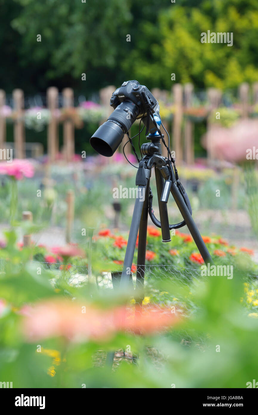 Garten-Fotografen Kamera und Stativ in RHS Wisley Gardens, Surrey, UK. Selektiven Fokus Stockfoto