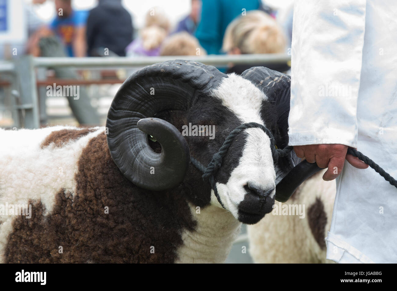 Ovis Aries. Jacobs-Schafe auf Hanbury Land zeigen, Worcestershire. UK Stockfoto