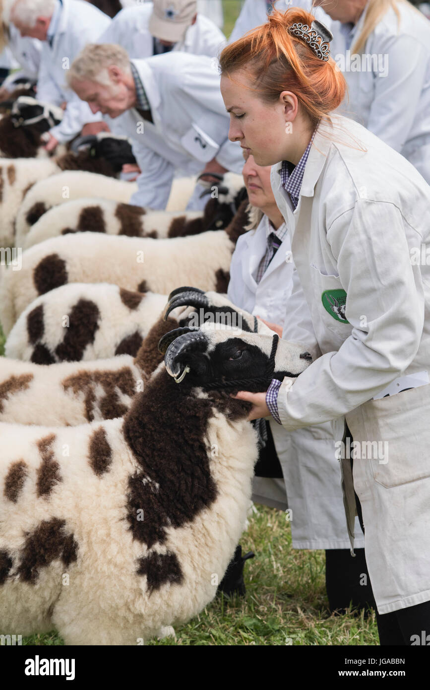 Ovis Aries. Jacobs-Schafe auf Hanbury Land zeigen, Worcestershire. UK Stockfoto