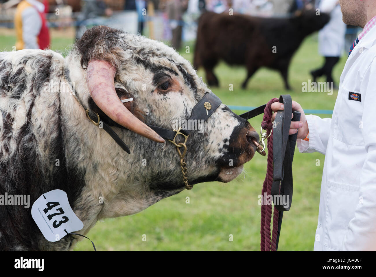 BOS Primigenius. English Longhorn Stier auf Hanbury Land zeigen, Worcestershire. UK Stockfoto