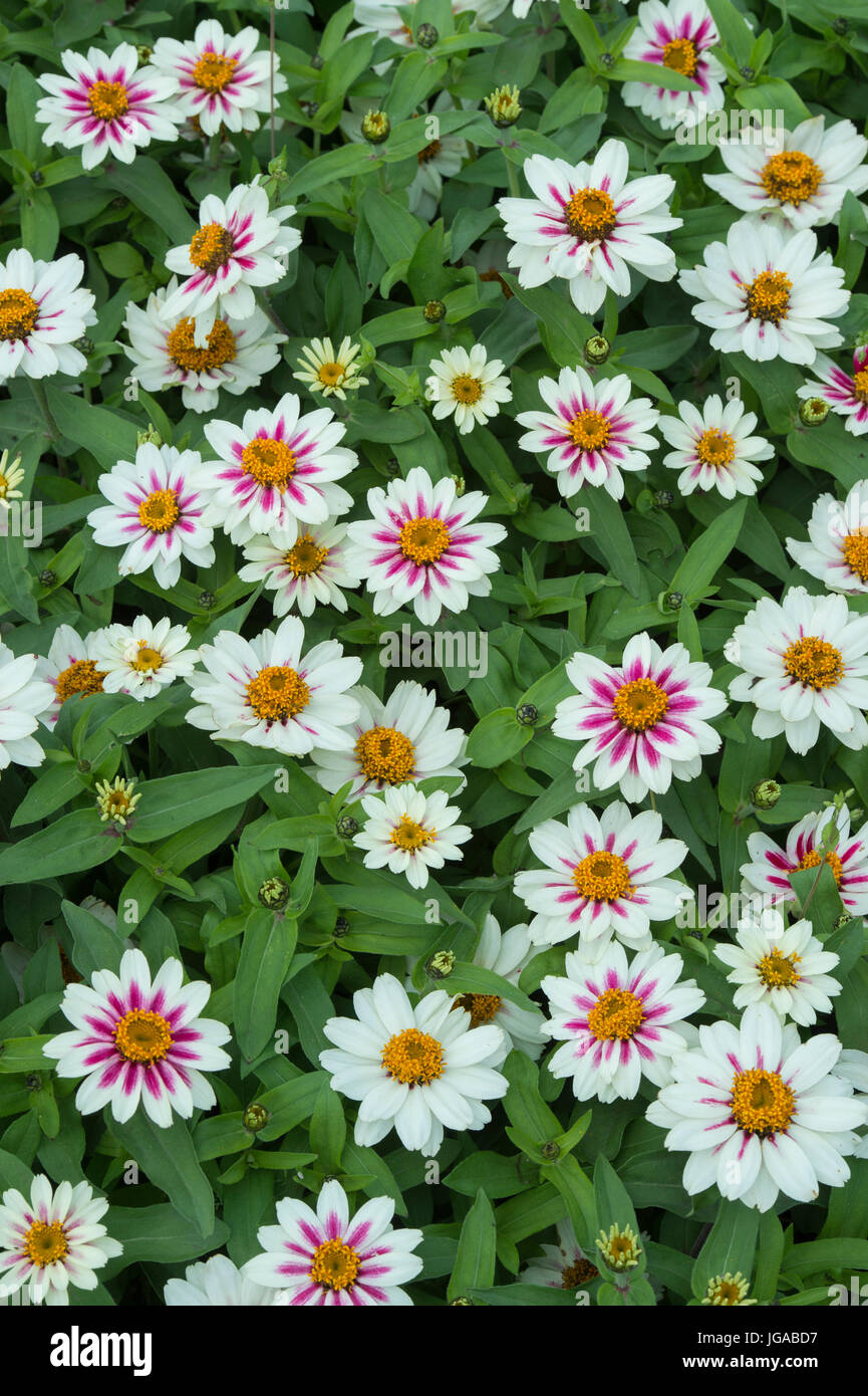 Zinnie Hybrida. Zinnie Marylandica 'Zahara Starlight rose' Blumen Stockfoto