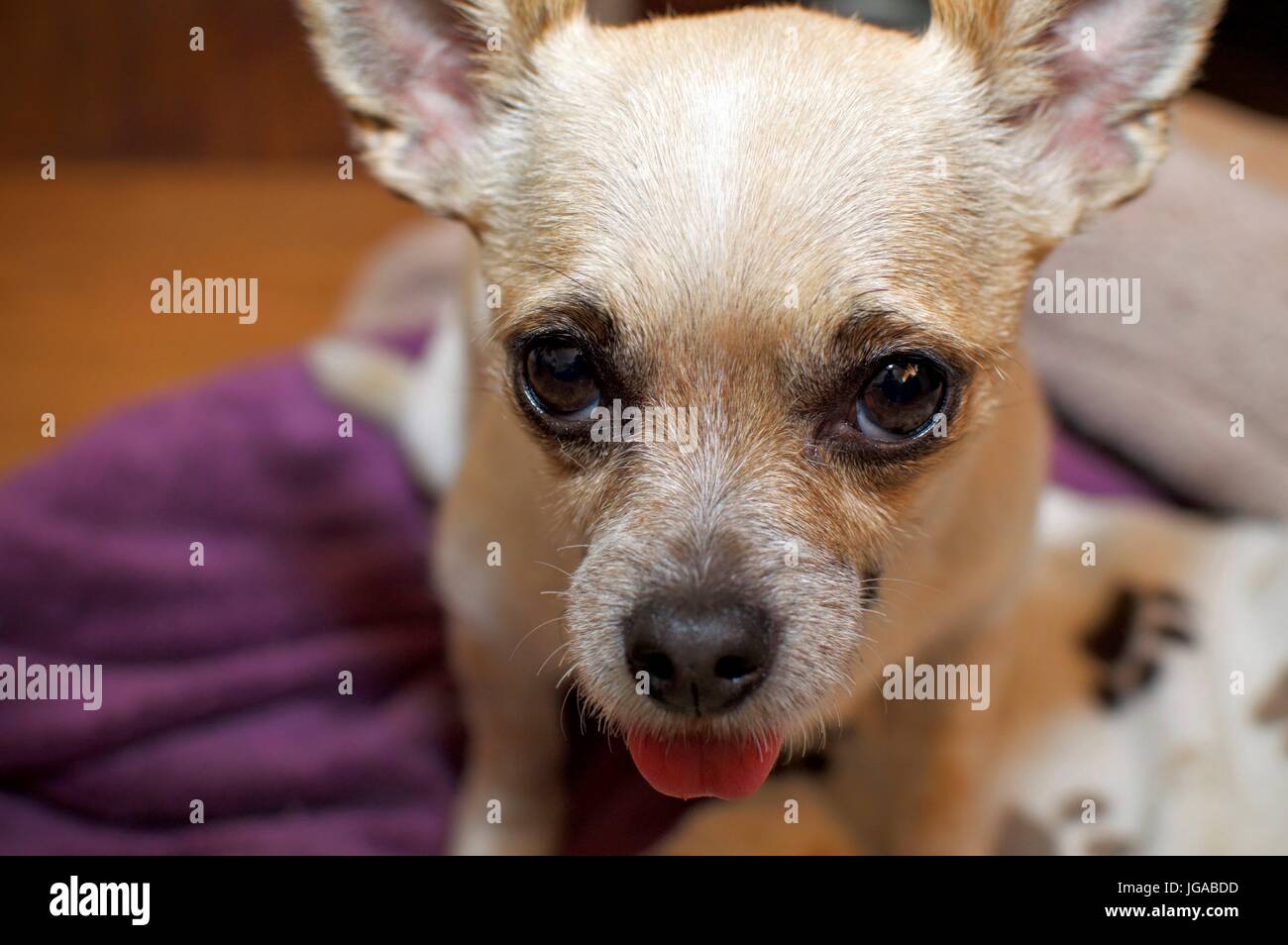 Chihuahua, betteln zu gehen für einen Spaziergang Stockfoto
