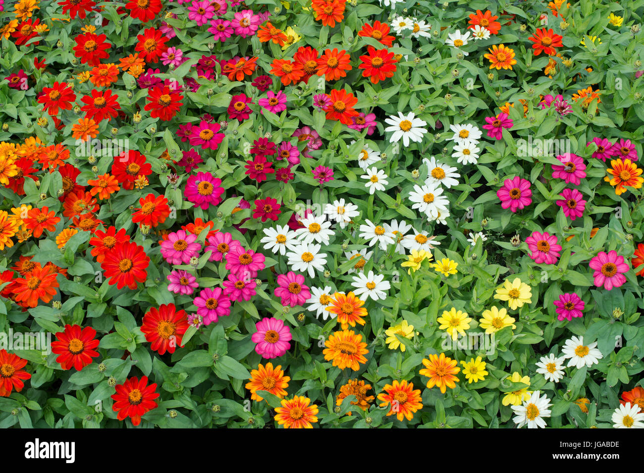 Zinnie Hybrida. Zinnie Marylandica "Zahara gemischte" Blumen Stockfoto