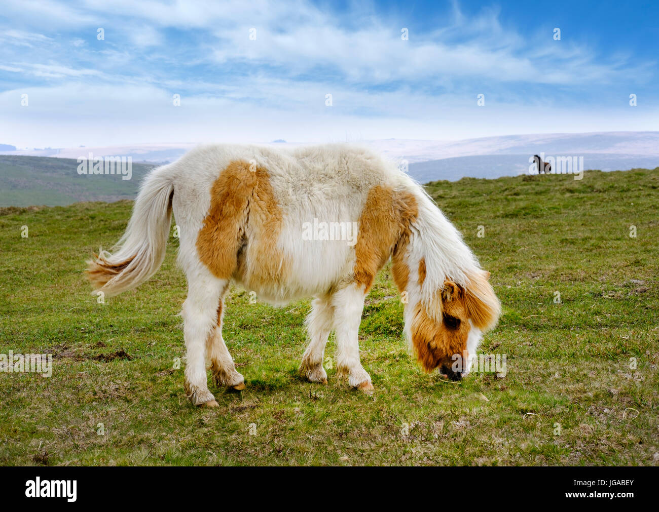 Dartmoor Ponys Weiden, Dartmoor National Park, Devon, England, Vereinigtes Königreich Stockfoto