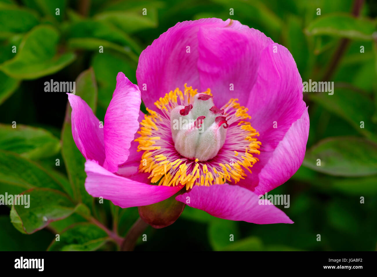 Blüte der wilden Pfingstrose (Paeonia Mascula), Devon, England, Vereinigtes Königreich Stockfoto