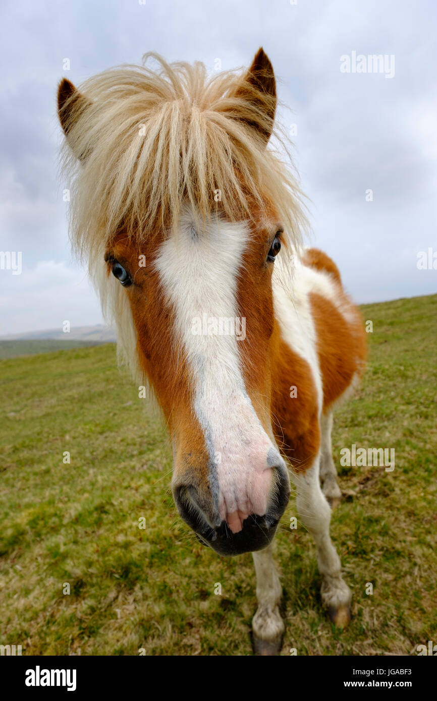 Dartmoor Pony, Tier Portrait, Dartmoor National Park, Devon, England, Vereinigtes Königreich Stockfoto