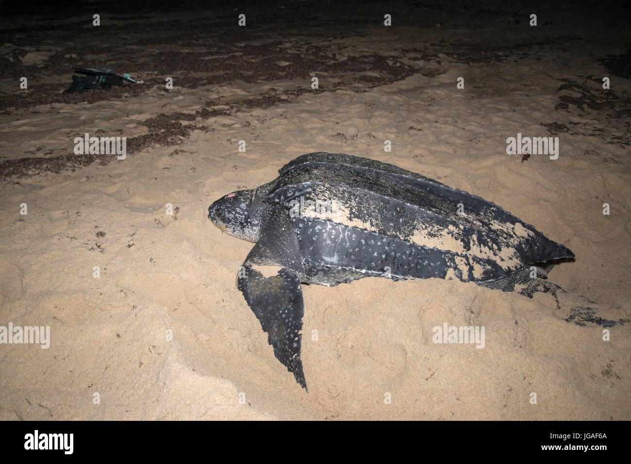 Lederschildkröte: Dermochelys Coriacea. Trinidad Stockfoto