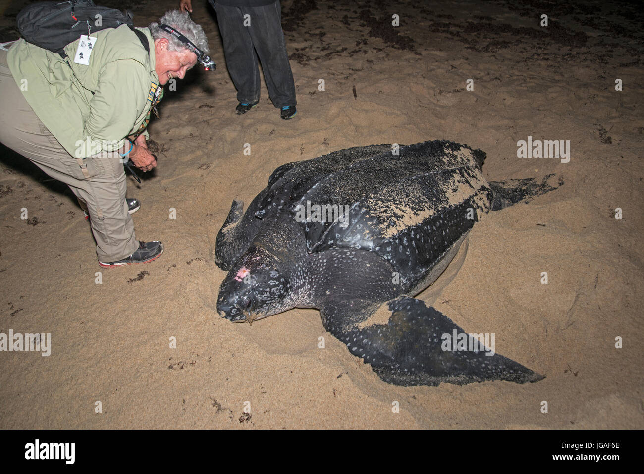 Lederschildkröte: dermochelys Coriacea. Trinidad. Eco-Touristen die Eiablage beobachten in der Nacht. Stockfoto