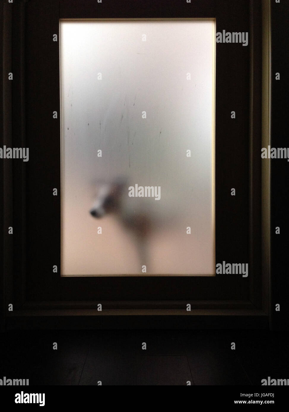Hund hinter schmutzigen Glas Tür eingeben in Stockfoto