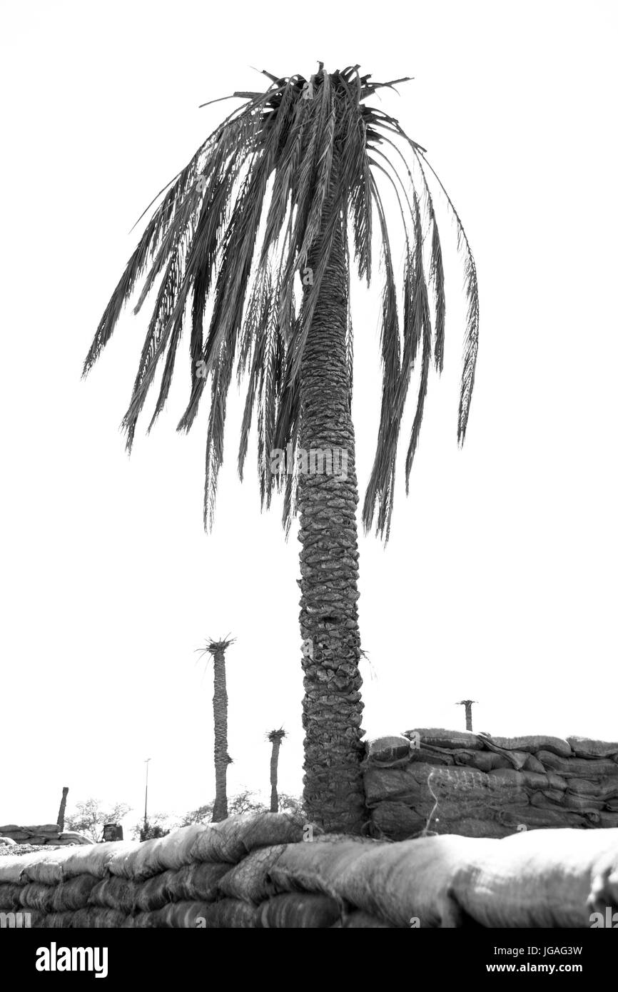 verbrannte Palme aus Iran-Irak-Krieg im Jahr 1980 bis 1988 begann Stockfoto