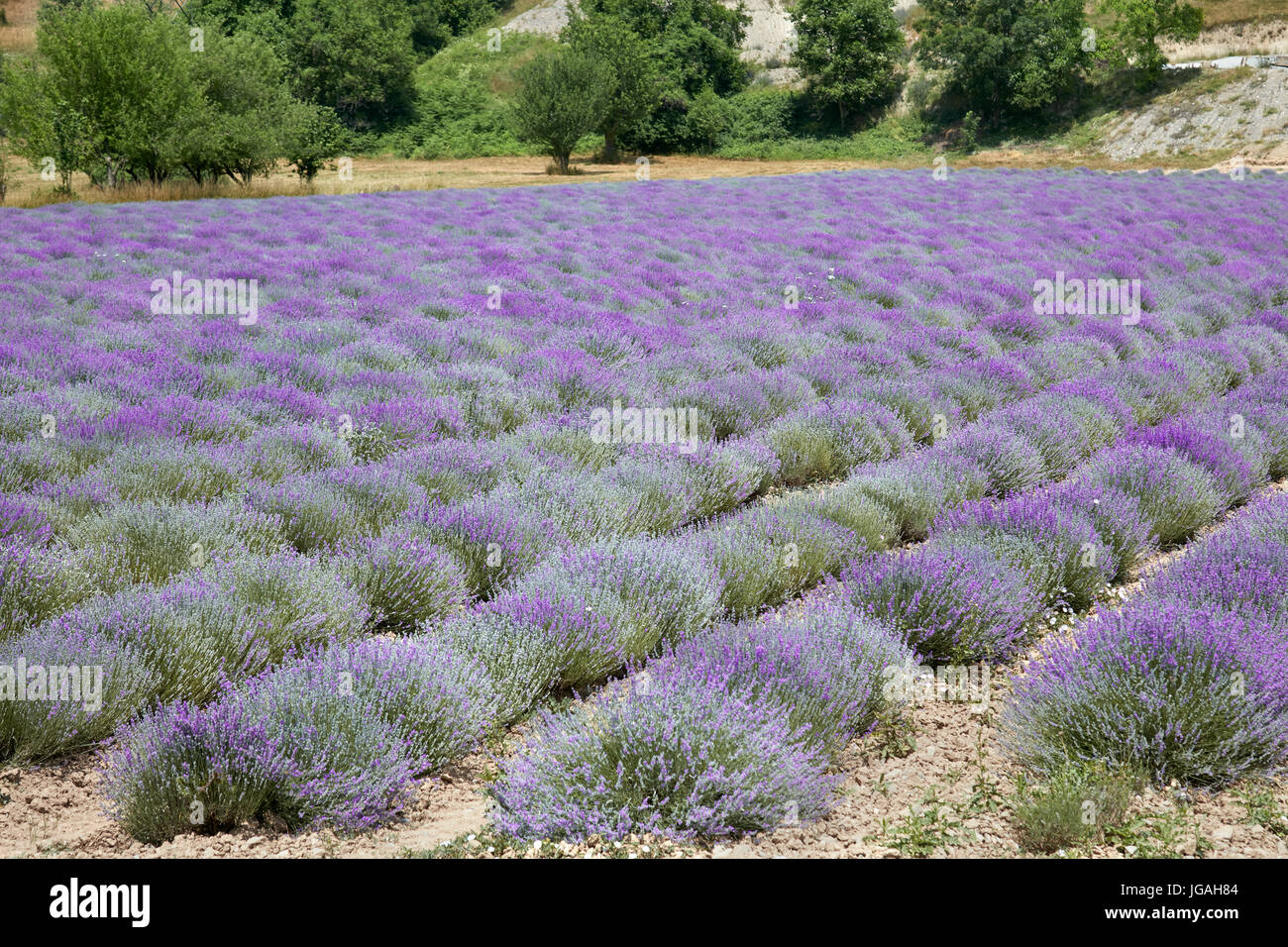 Lavendel Feld, schöne lila Farben an einem sonnigen Tag Stockfoto