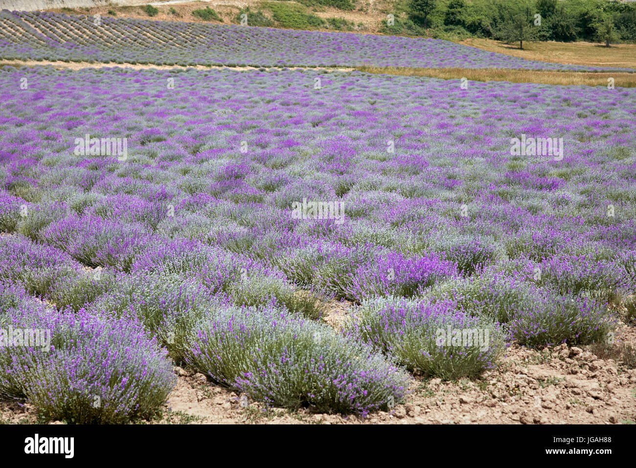 Lila Lavendelfeldern in einem sonnigen Tag Stockfoto