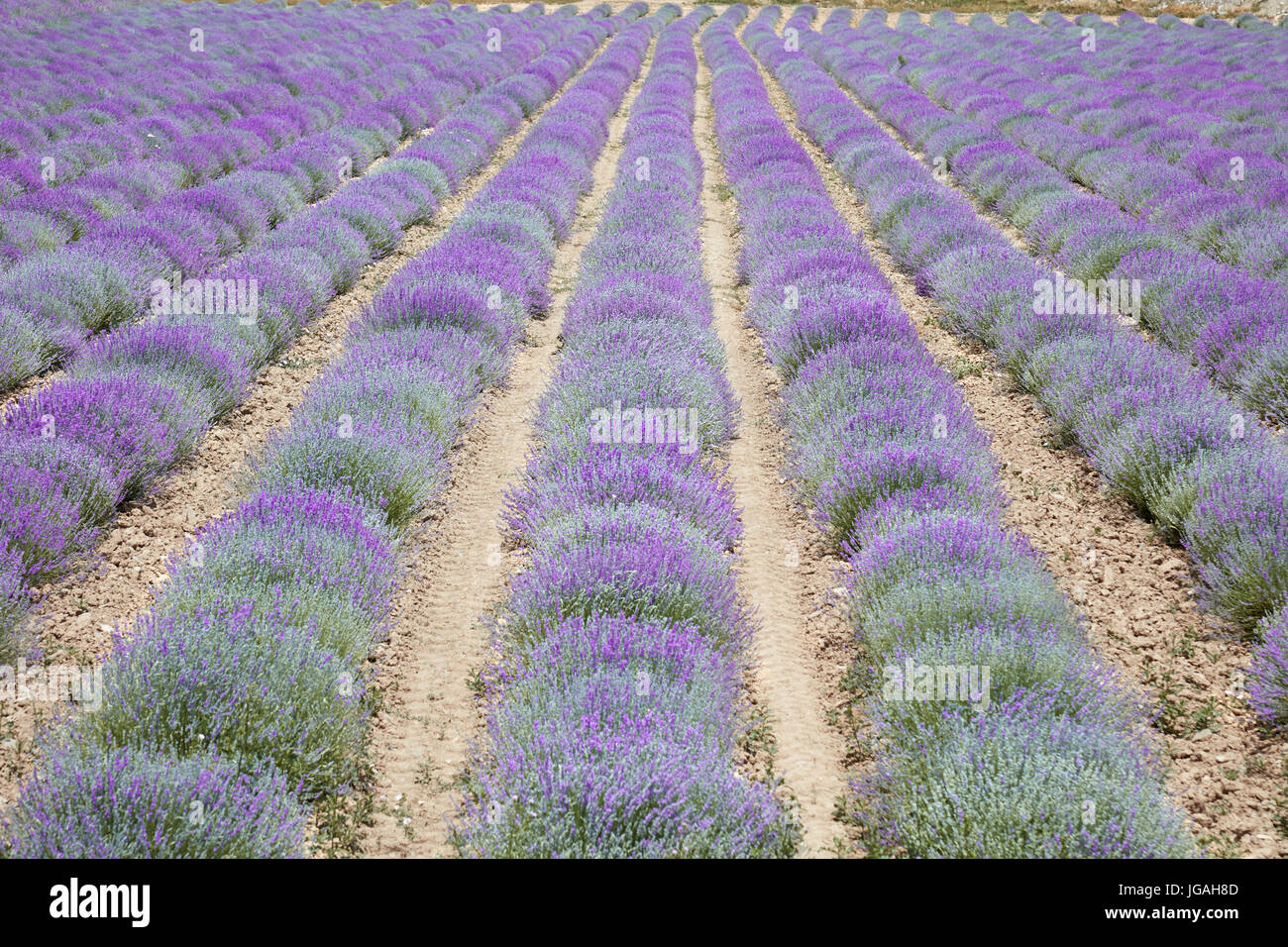 Schöne lila Blumen Lavendelfeld, Perspektive Stockfoto