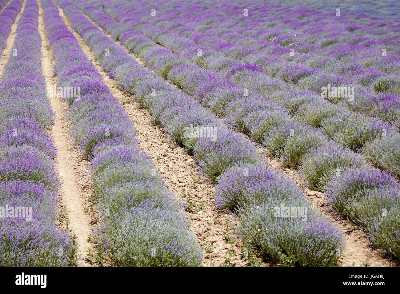 Lavendel-Feld Stockfoto