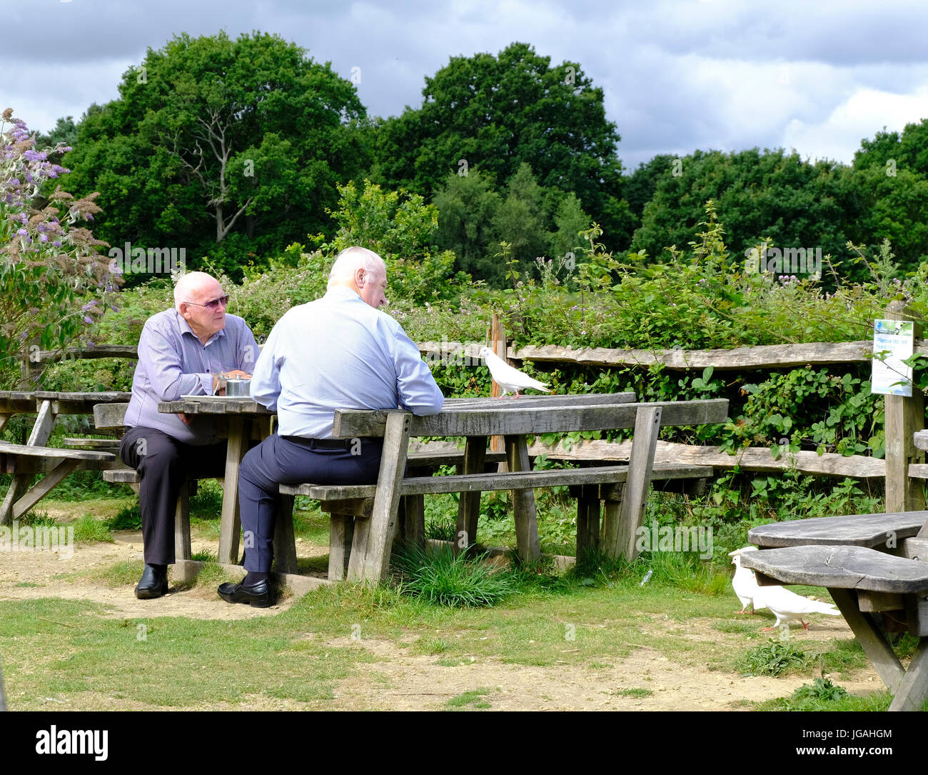 Zwei reife Männer an Picknick-Tisch in der Sonne sitzen und weiße Tauben füttern Stockfoto
