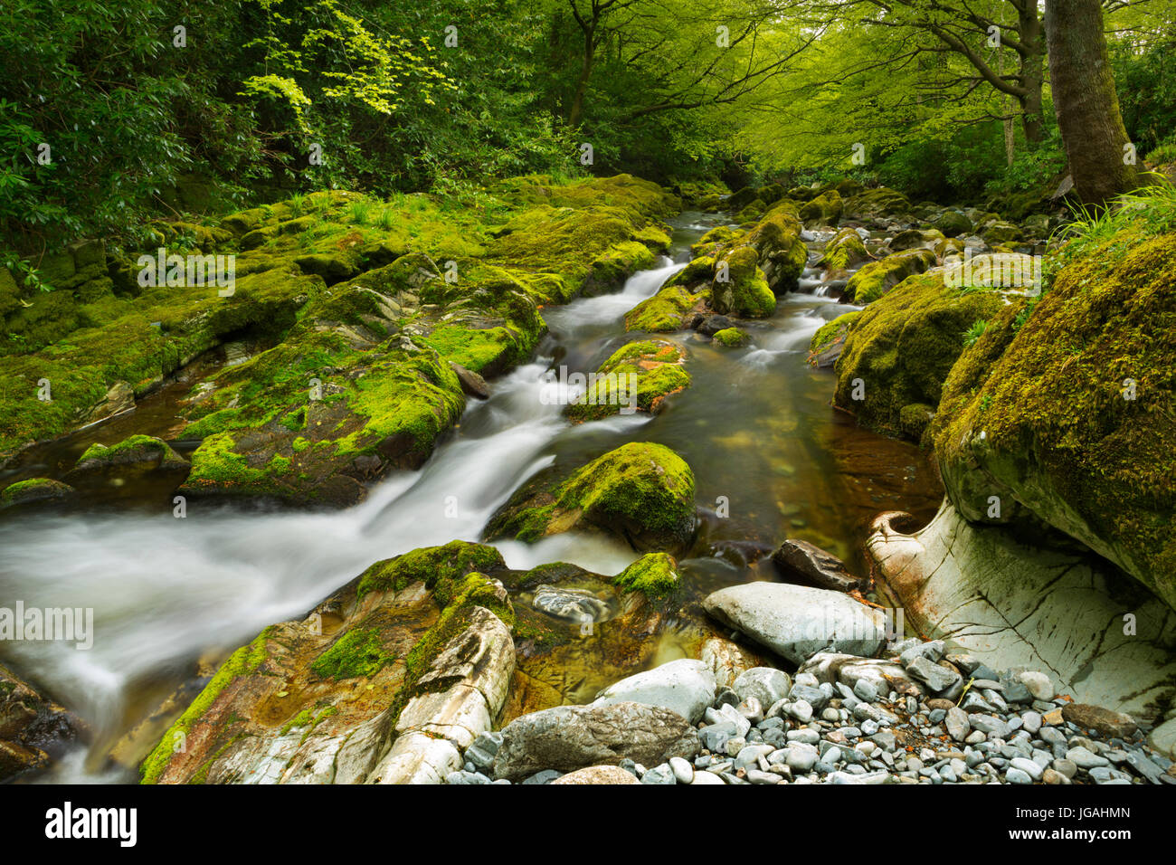 Der Shimna Fluss in Tollymore Forest Park in Nordirland. Stockfoto