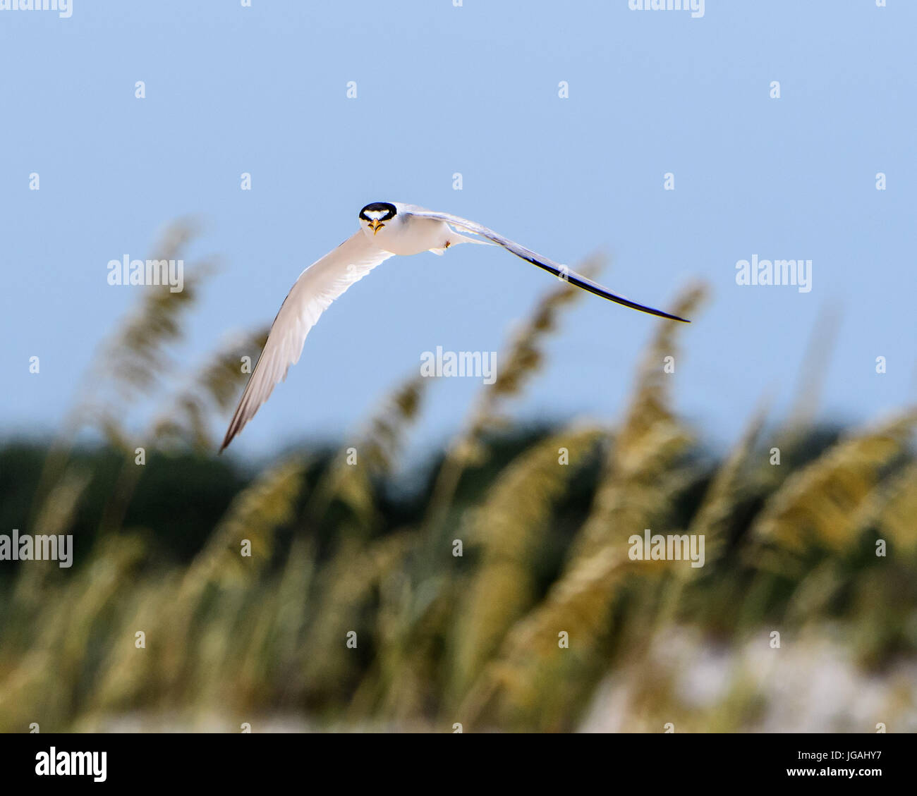 Mindestens Seeschwalben Kolonie in St. Augustine Stockfoto