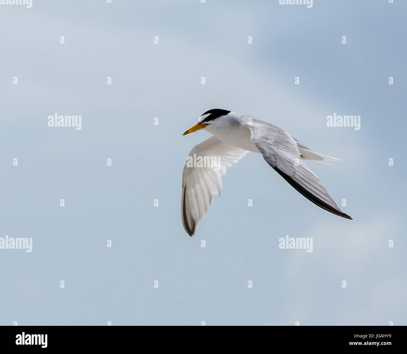 Mindestens Seeschwalben Kolonie in St. Augustine Stockfoto