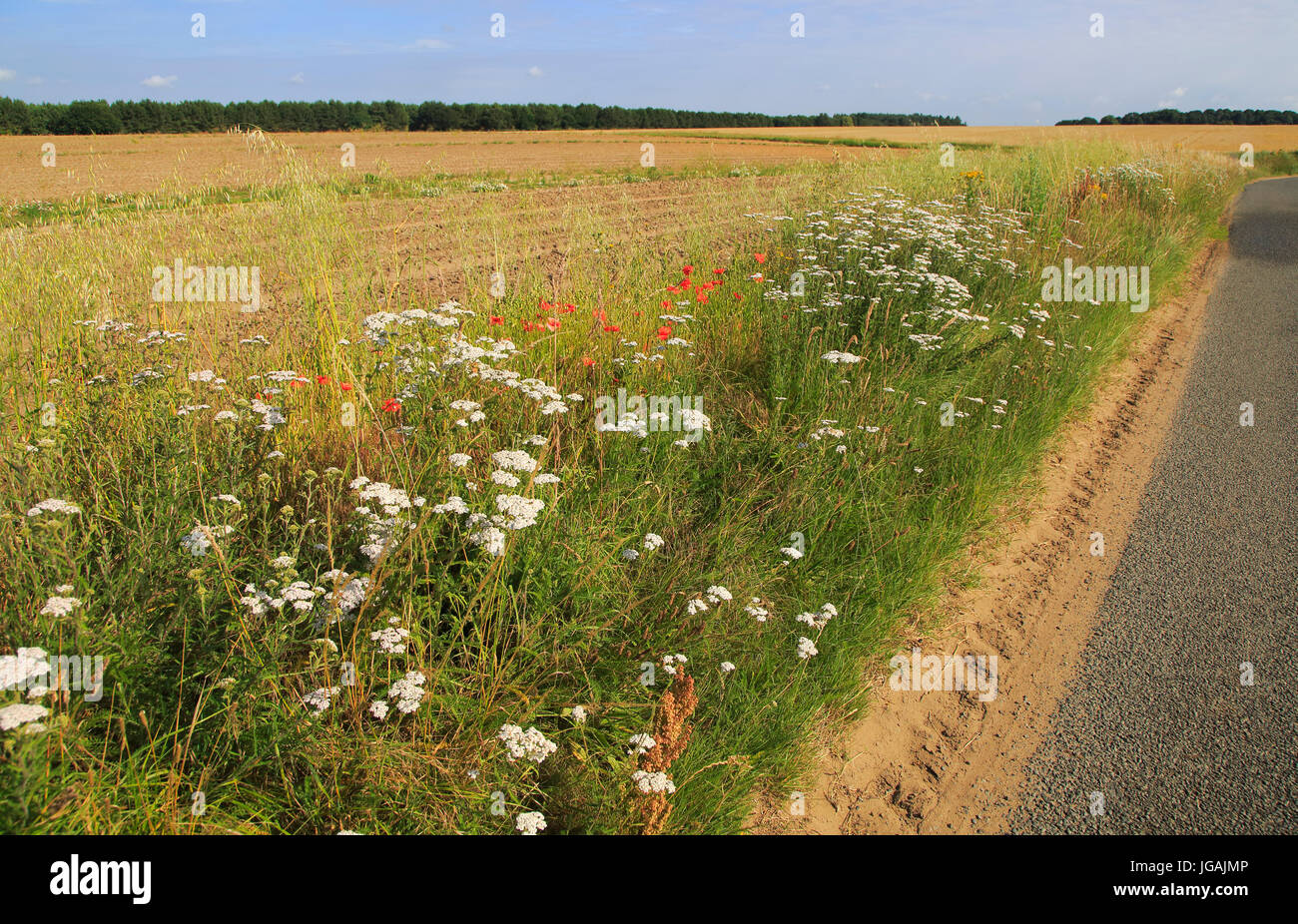 Wildblumen am Straßenrand Rande des Feldes, Boyton, Suffolk, England Stockfoto