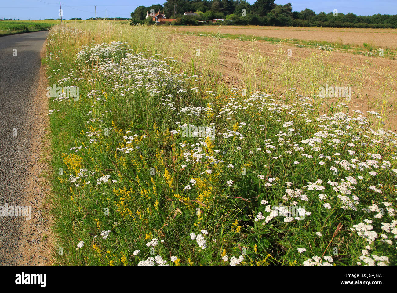 Wildblumen am Straßenrand Rande des Feldes, Boyton, Suffolk, England Stockfoto