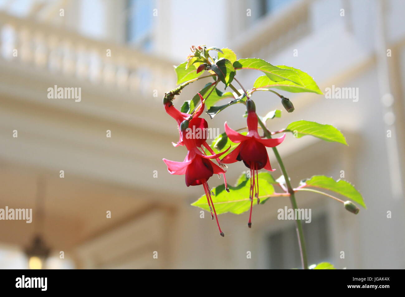 Fuchsie Blüten vor einem Balkon Stockfoto