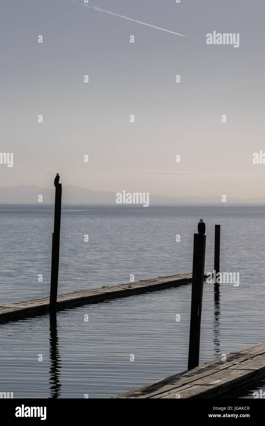 Adler thront in Seiku, Washington Stockfoto