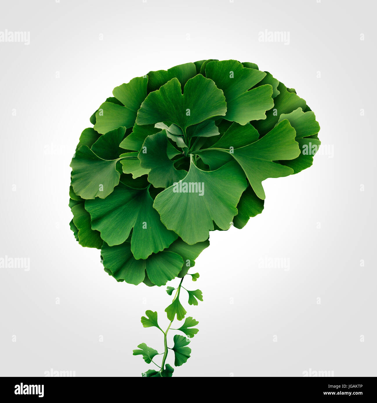 Ginkgo Biloba Gehirn als Kräutermedizin Konzept und natürliche Phytotherapie Medikamente Symbol für Heilung. Stockfoto