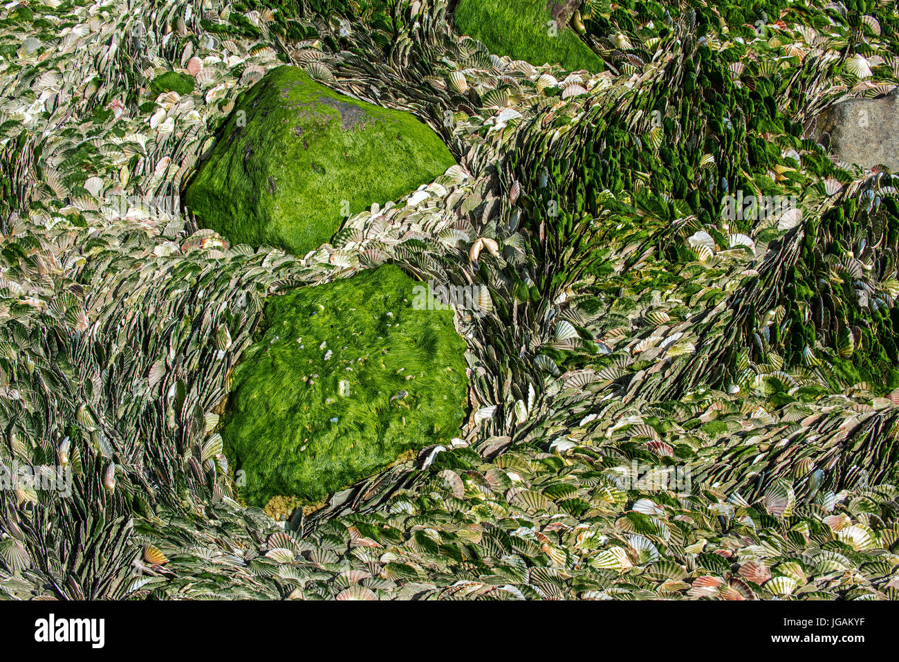 Tausende von großen Jakobsmuscheln (Pecten Maximus) verworfen von Fischrestaurants, geordnete versammelten sich um Felsen am Strand bei Ebbe Stockfoto
