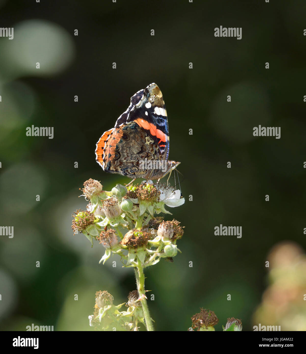 Red Admiral - Vanessa Atalanta Schmetterling auf Bramble Blume Stockfoto