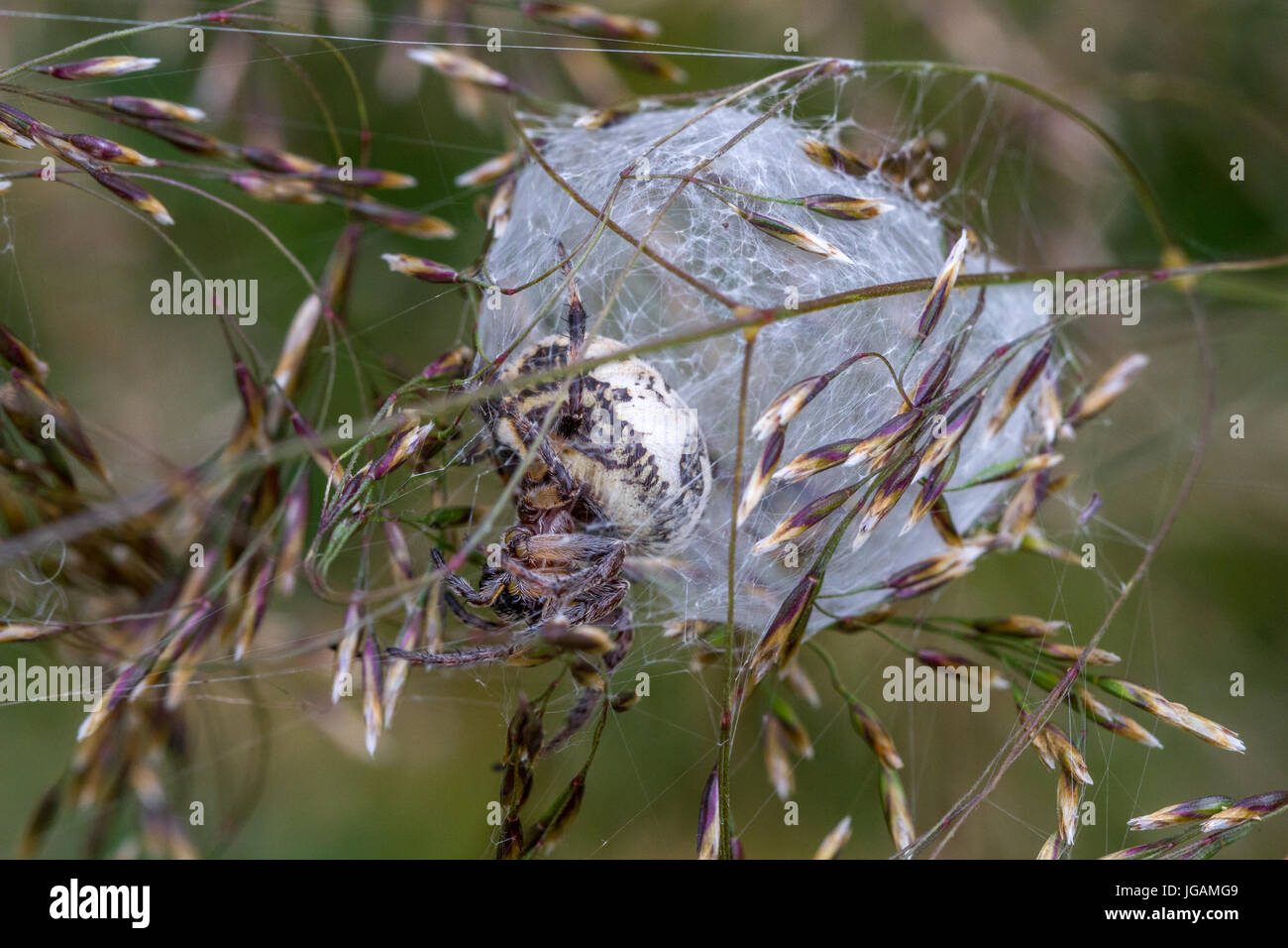 UK-Tierwelt: Furche Orb Spider (Larinioides) in seidenen Bau errichtet an der Spitze des Grases Stielen, West Yorkshire, England, UK Stockfoto