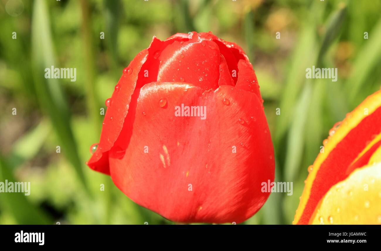 Roter Hof Rose, UK Stockfoto